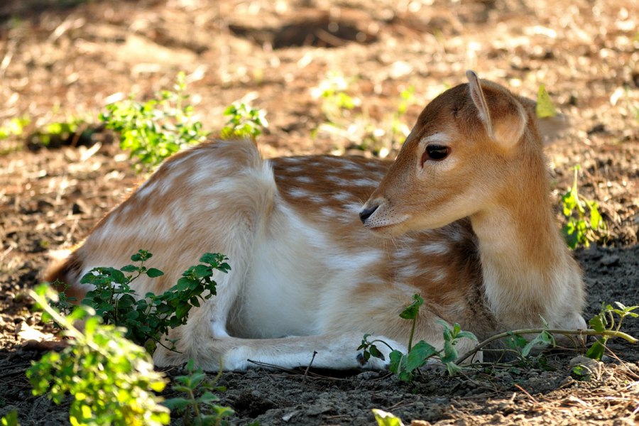 Parco naturale di Cervia